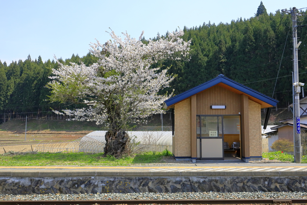 桜舞うホーム