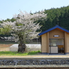 桜舞うホーム