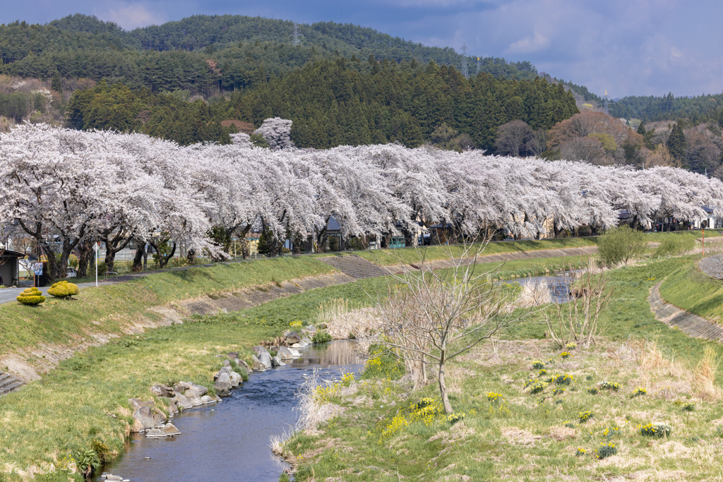 立根川桜並木