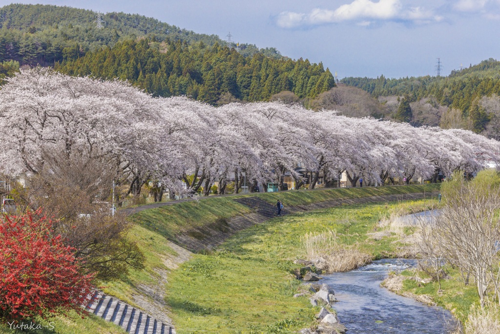 立根川の桜並木