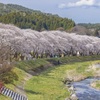 立根川の桜並木