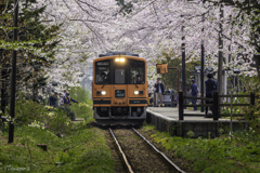 満開の駅に到着