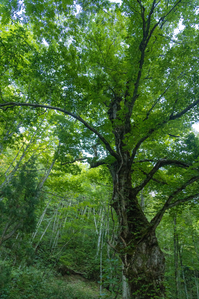 橅の息吹