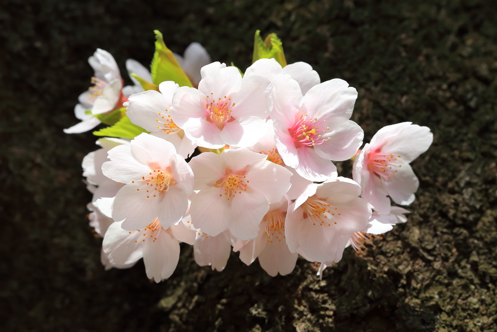 桜の子供たち