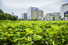 秋田市散歩・千秋公園にて