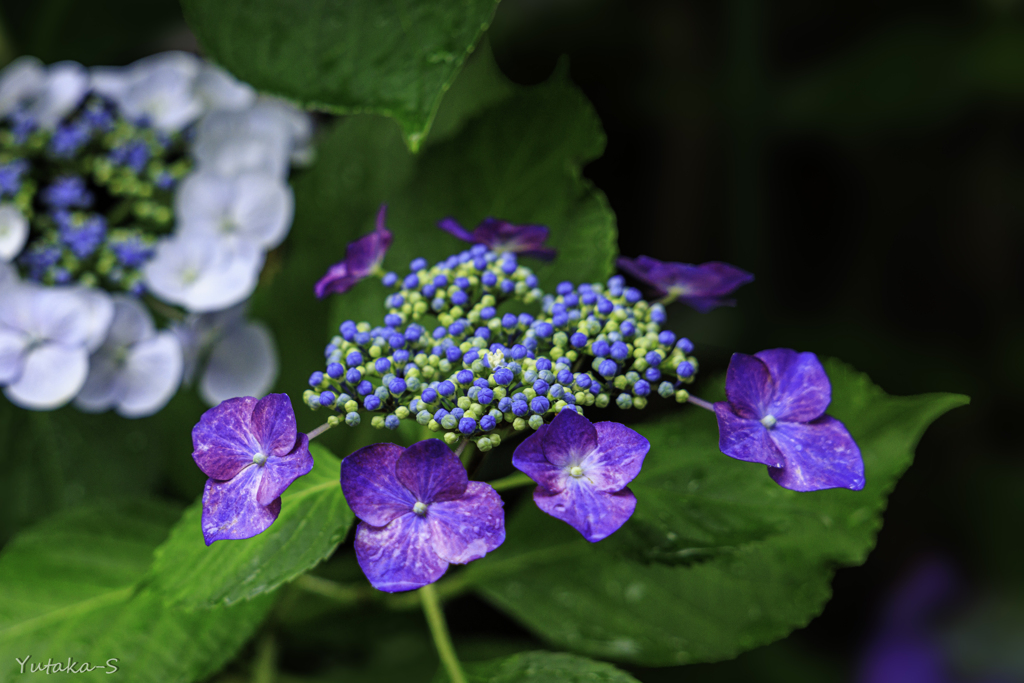 我が家の紫陽花Ⅱ