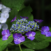 我が家の紫陽花Ⅱ
