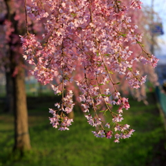 桜の思い出