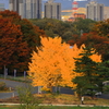 公園で