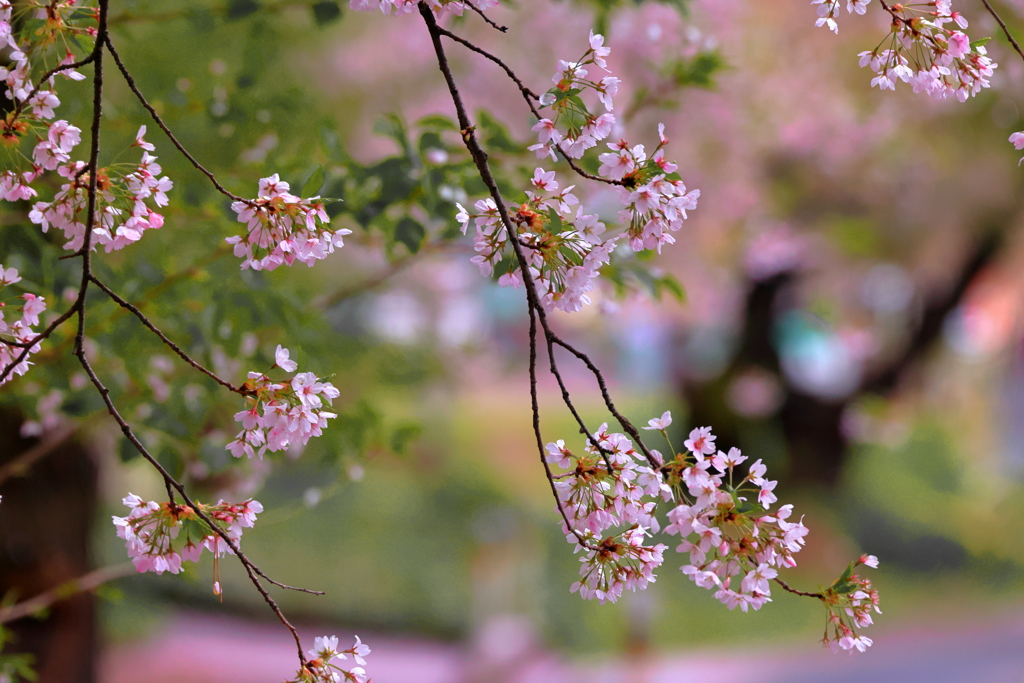 芦野公園にて