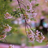 芦野公園にて