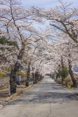 唐丹の桜並木Ⅱ