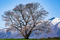 風格