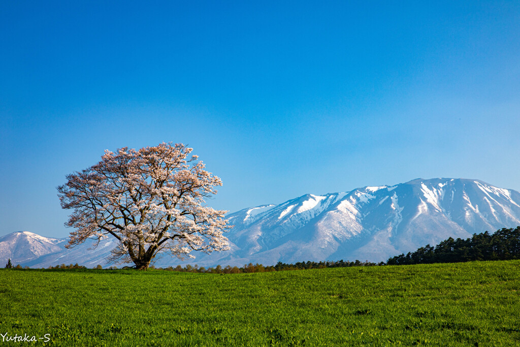 小岩井農場一本桜