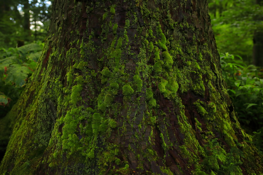 苔生す