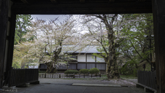 弘前城にて古木に会う