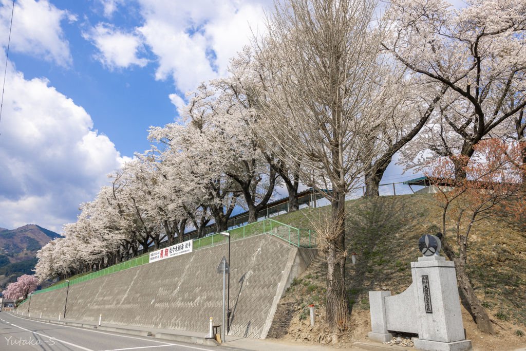 学び舎の桜