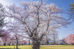 盛岡桜巡りⅢ