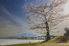 津軽富士見湖の春