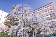 盛岡・石割桜Ⅰ