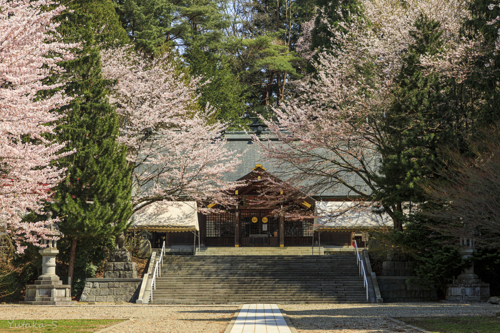 盛岡散歩：護国神社の桜