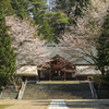 盛岡散歩：護国神社の桜