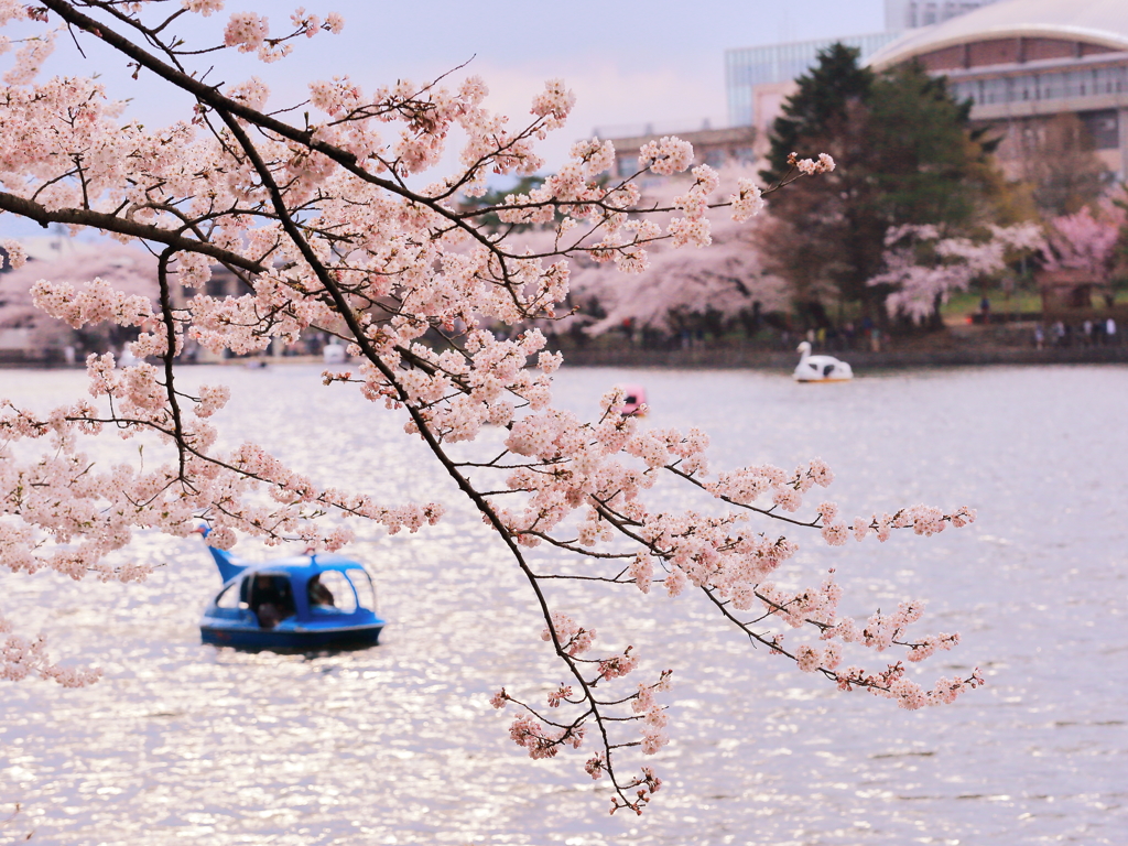 桜日和Ⅱ