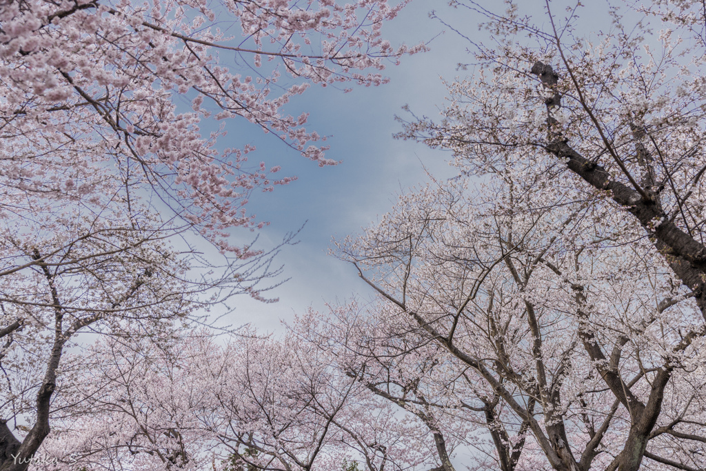 水沢公園散策・満開(^o^)/