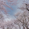 水沢公園散策・満開(^o^)/