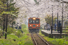 桜のトンネルⅡ