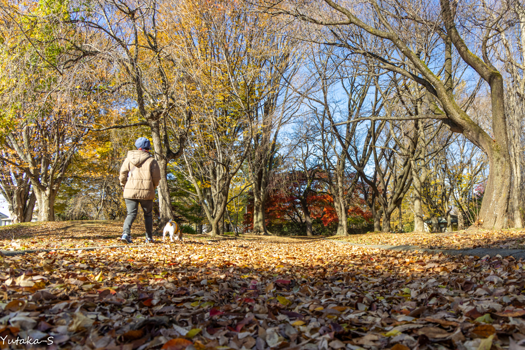 晩秋の公園にてⅡ