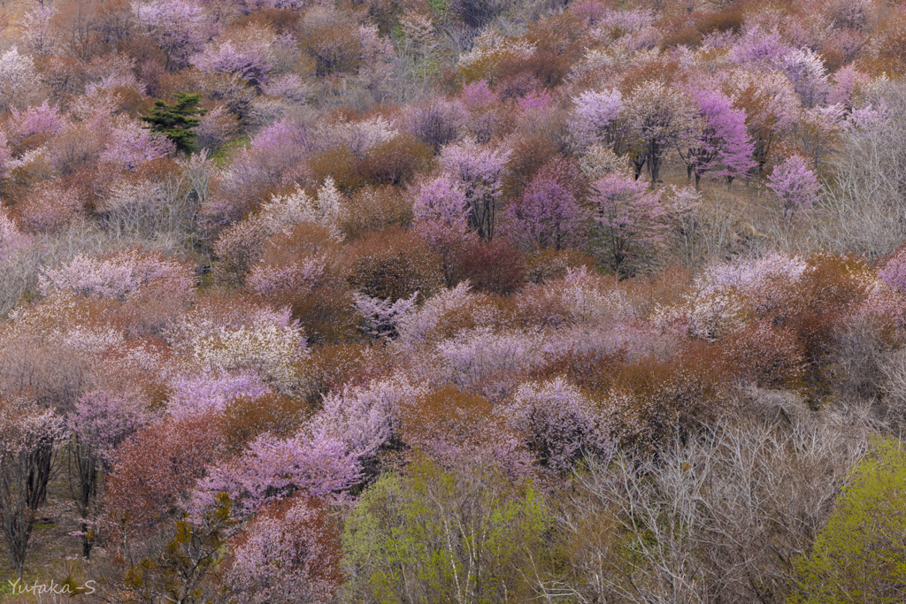 山腹の彩り