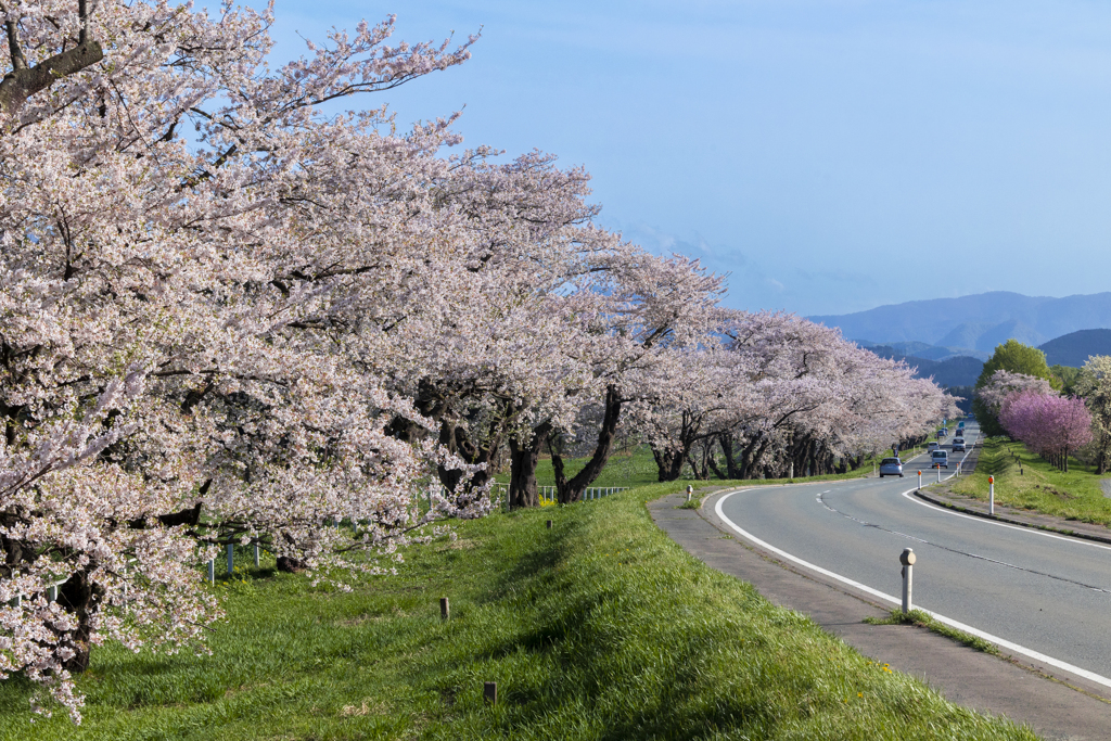 桜ロード
