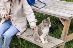 猫の島・田代島にてⅢ