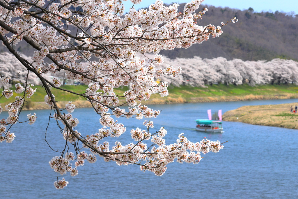 桜日和