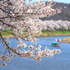 桜日和