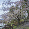 上杉神社にて