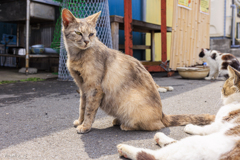 猫の島・田代島にてⅧ
