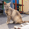 猫の島・田代島にてⅧ