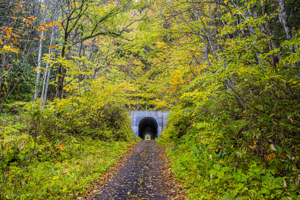 落葉の隧道