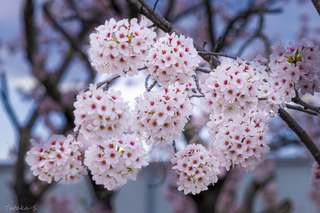 八重の桜