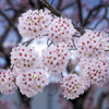 八重の桜