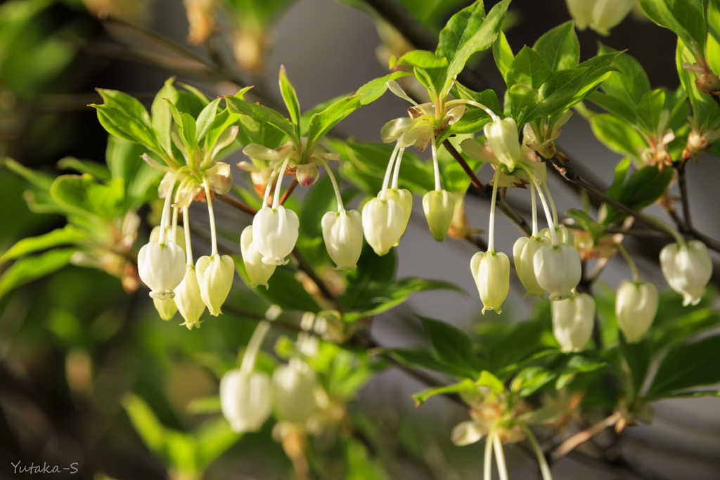ドウダンツツジの花