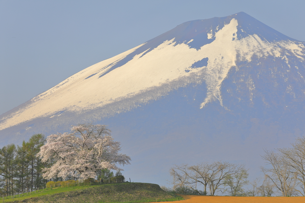 残雪を背にⅡ