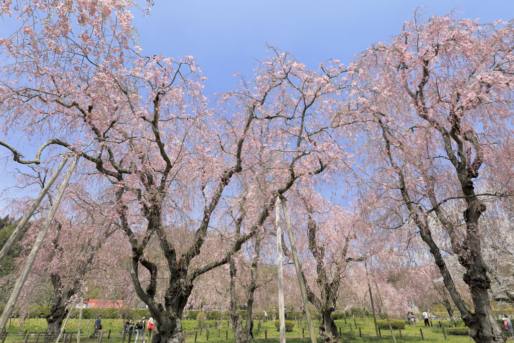 上米内の枝垂れ桜
