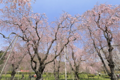上米内の枝垂れ桜