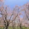 上米内の枝垂れ桜