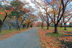 晩秋の散歩道