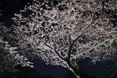 夜桜