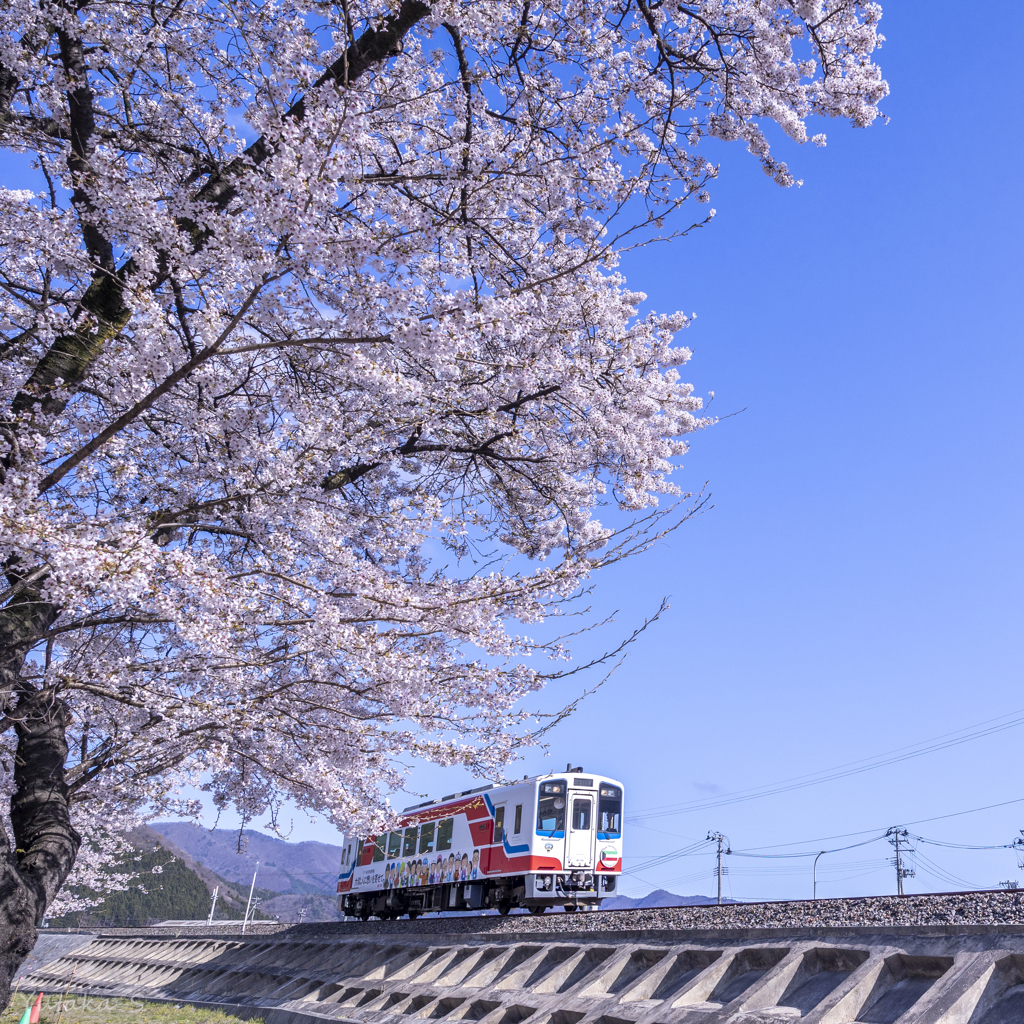 三鉄桜景色